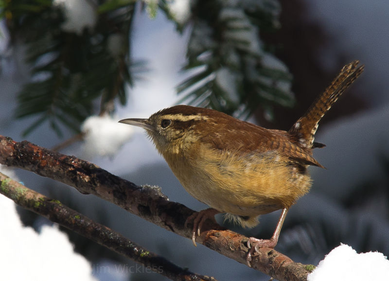 Carolina Wren in Lincoln, Nebraska