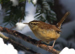 Carolina Wren in Lincoln, Nebraska