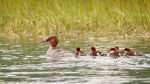 Merganser duck family in Alaska