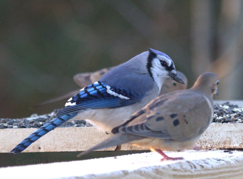 Blue Jay and Dove in Holly Springs, NC