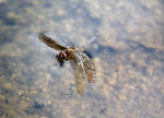 Dragonfly in England