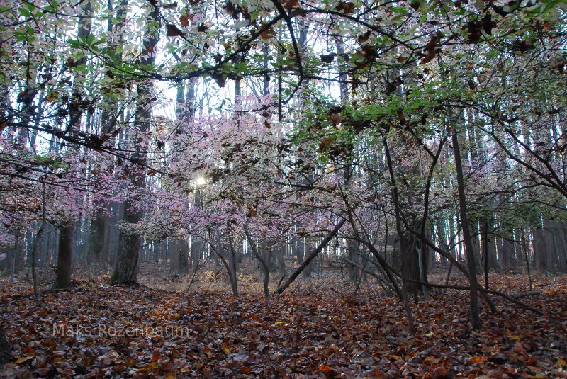 Blossoms in a forest