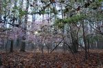 Blossoms in a forest