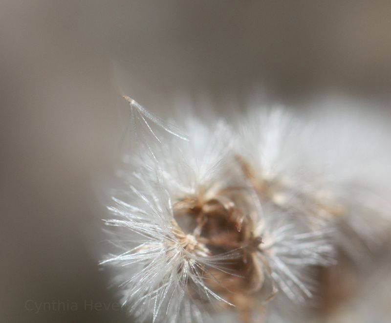 Seed at  Flanners Beach, Croatan National Forest, NC