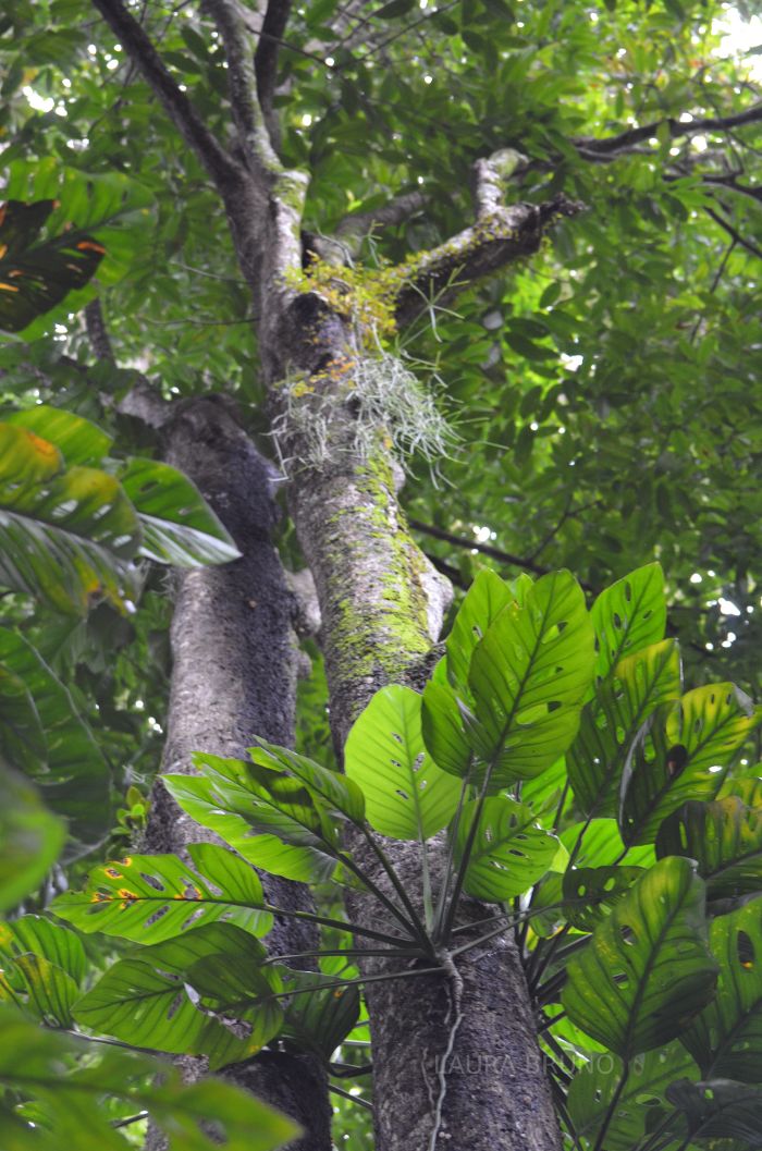 Tropical Trees in Brazil