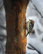 Woodpecker near Lincoln, Nebraska