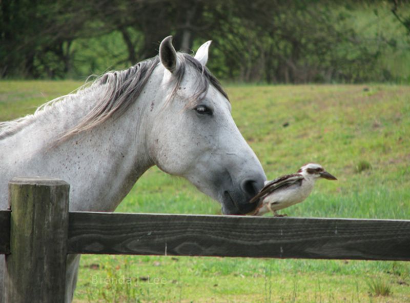 Horse in Australia, talking to a bird, also in Australia.