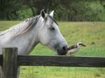 Horse in Australia, talking to a bird, also in Australia.