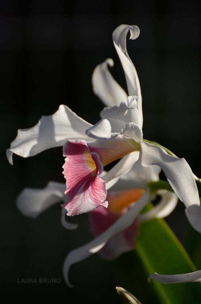 Beautiful flower in Brazil