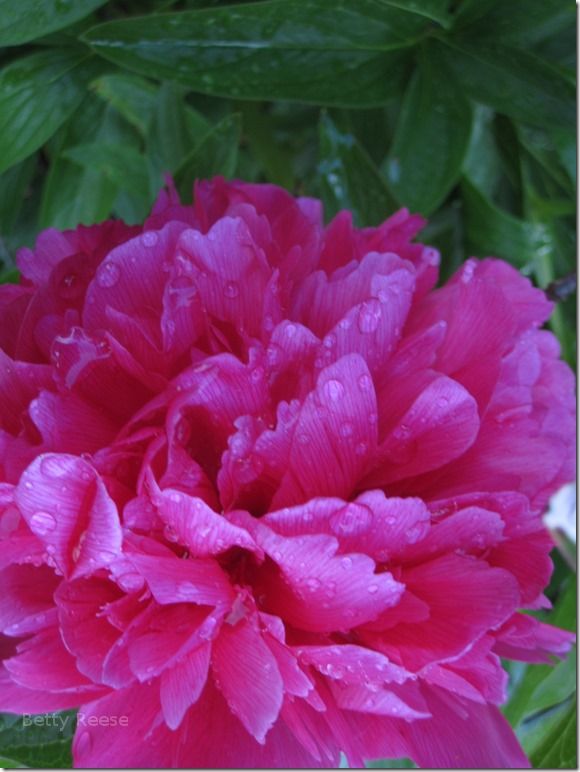 Peony in Cowichan Bay, British Columbia