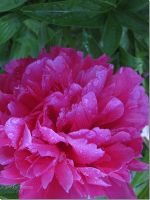 Peony in Cowichan Bay, British Columbia