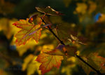 Gorgeous autumn branch