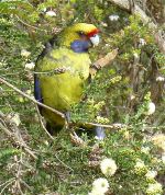 Parrot in Tasmania