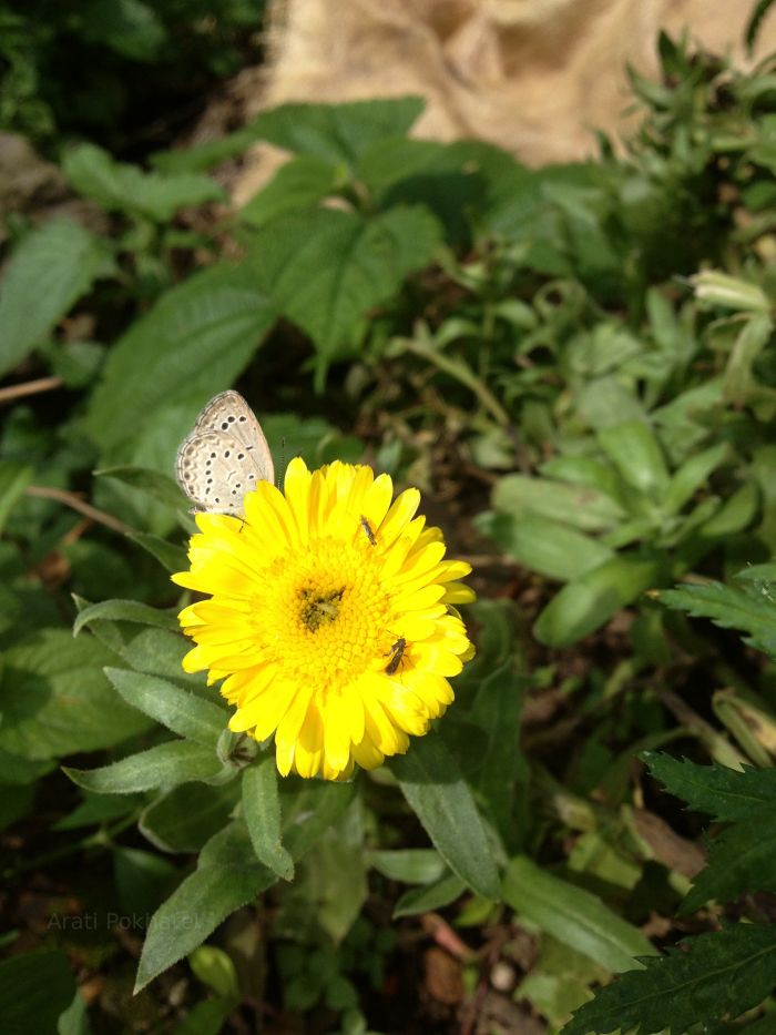 Flower, butterfly, bees