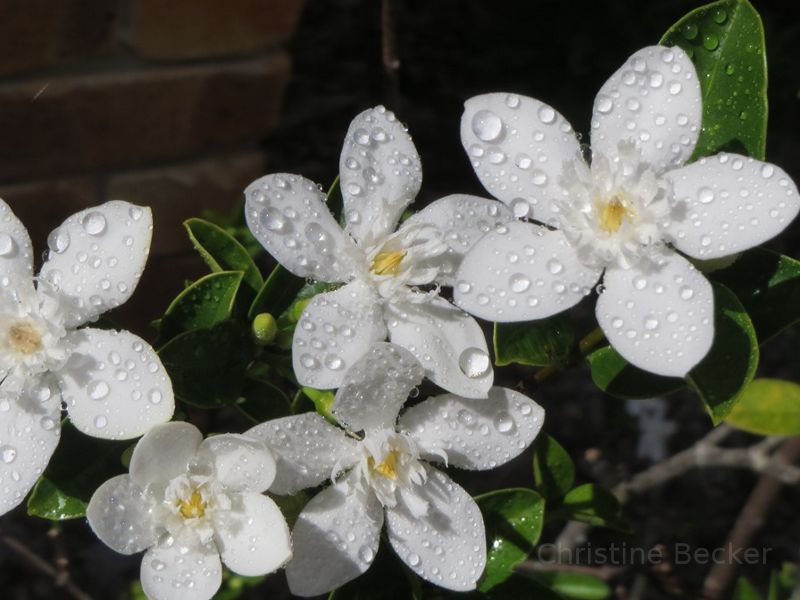 Gorgeous white flowers in Australia