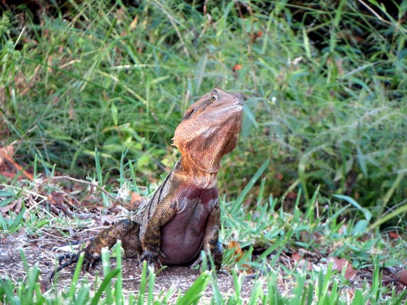 Water Dragon in Australia