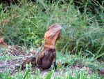 Water Dragon in Australia