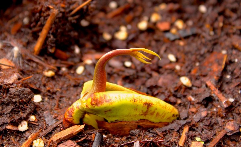 Mango sapling in Minnesota