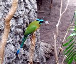 Bird in a Zoo