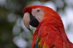 Parrot in Amazonia Brazil.