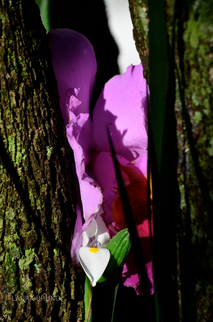 Purple flowers come to life in Brazil