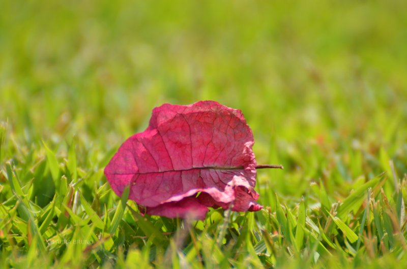 Fallen leaf on a freshly cut lawn.