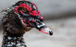 Duck in Post Oak Lake, Houston, Texas