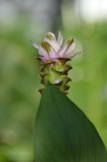 Flowers from Brazil