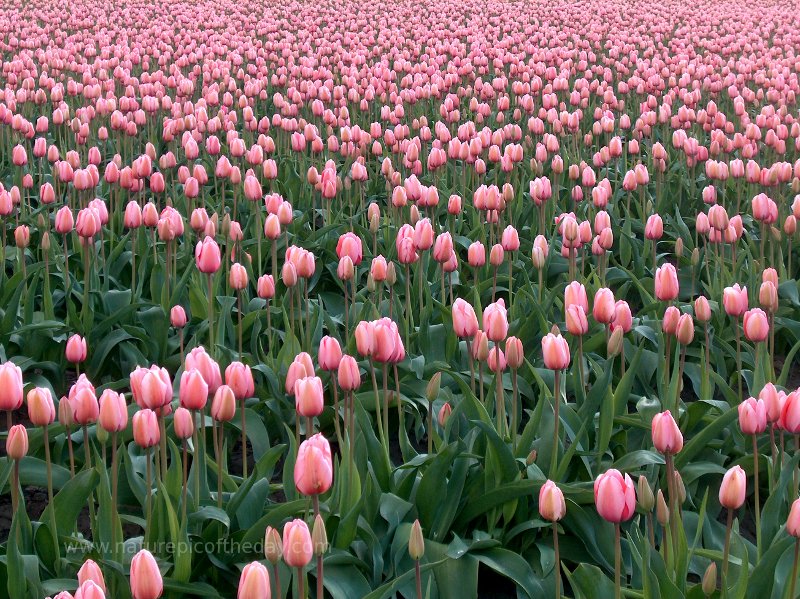 Tulips in Western Washington