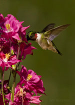 Hummingbird in Lincolnville, Maine.