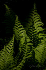 Ferns near Lincolnville, Maine