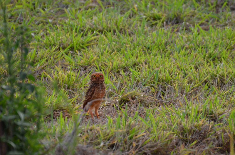 Owl in Brazil