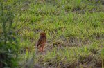 Owl in Brazil