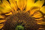 Sunflower macro