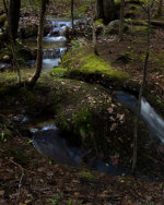 A creek in a Maine forest.