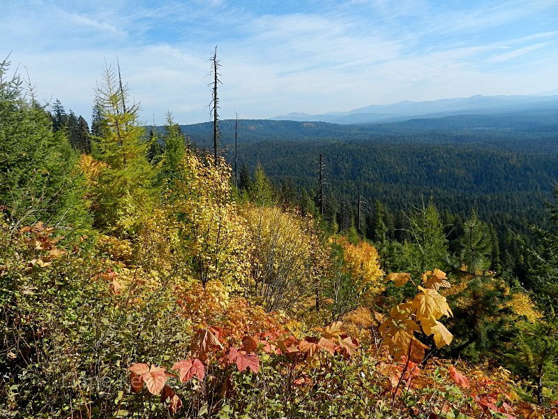 Scenic forest near Mica Mountain