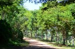 Serene walkway through the Brazilian forest