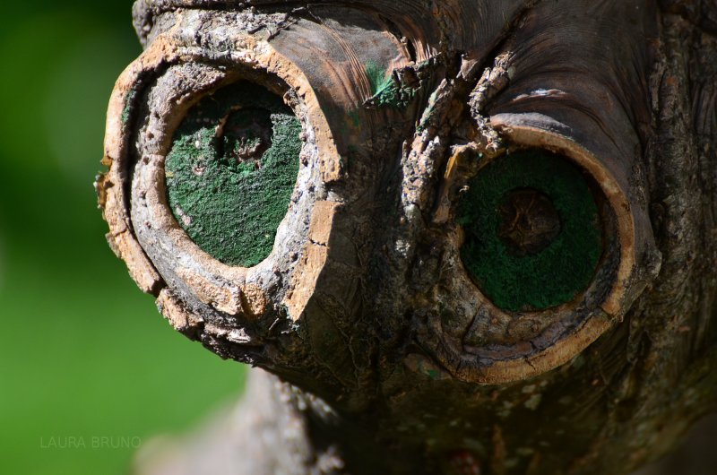 Bird nests