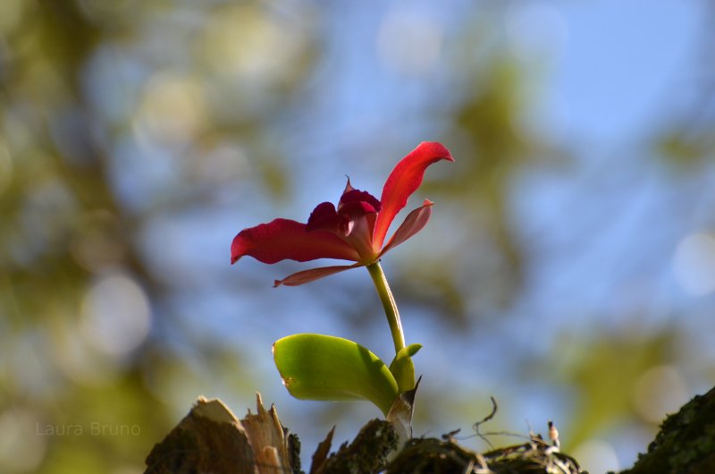 Gorgeous Brazilian flower