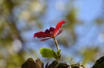 Gorgeous Brazilian flower