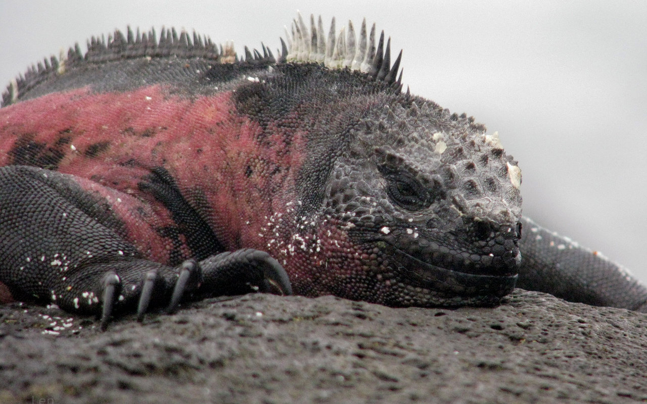 Pet Red Iguana.