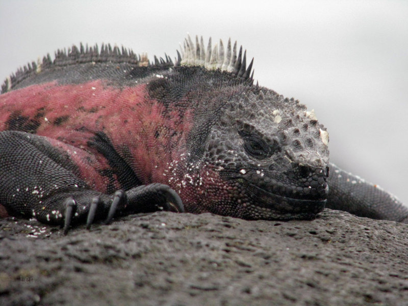 Iguana in the Galapagos