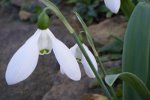 Beautiful spring flowers in the UK