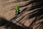 Plant in Brazil