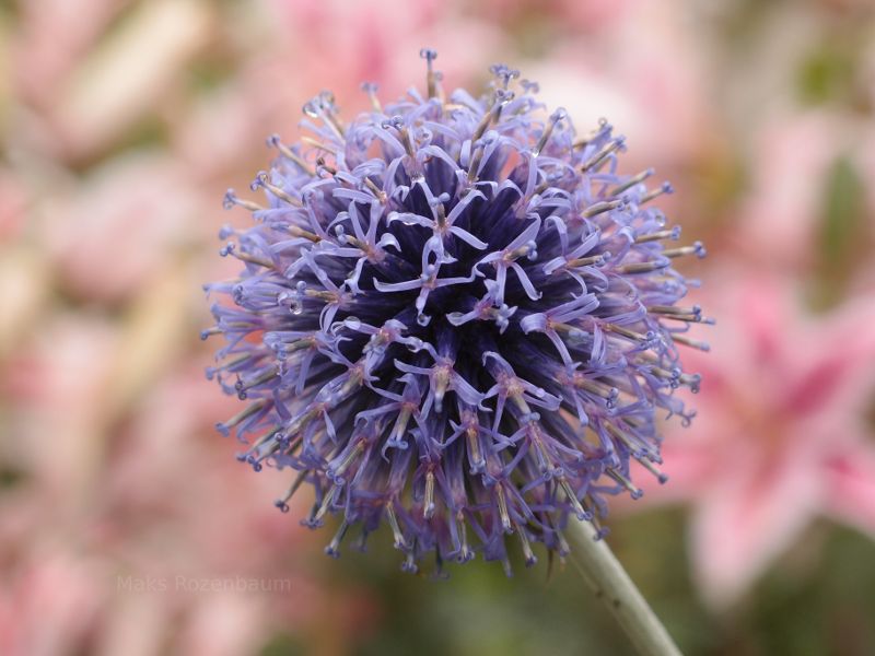 Purple flower