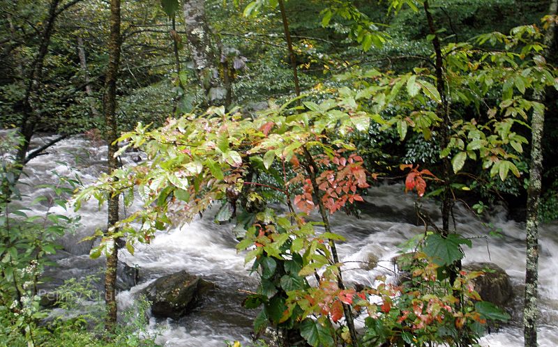 Mountain stream in Colorado