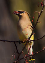 Hungry Nebraskan bird getting a late winter berry