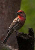 House Finch in Lincoln Nebraska