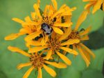 Bumblebee getting nectar for honey