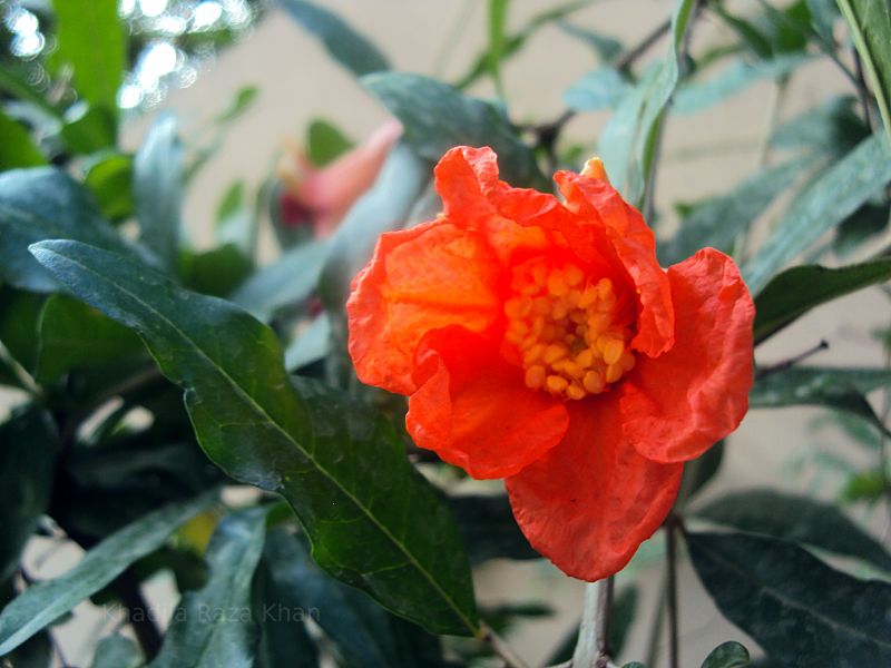 Flower in Islamabad, Pakistan